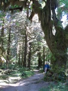 hoh rainforest hiking