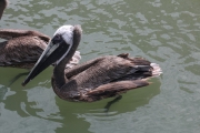 brown-pelican