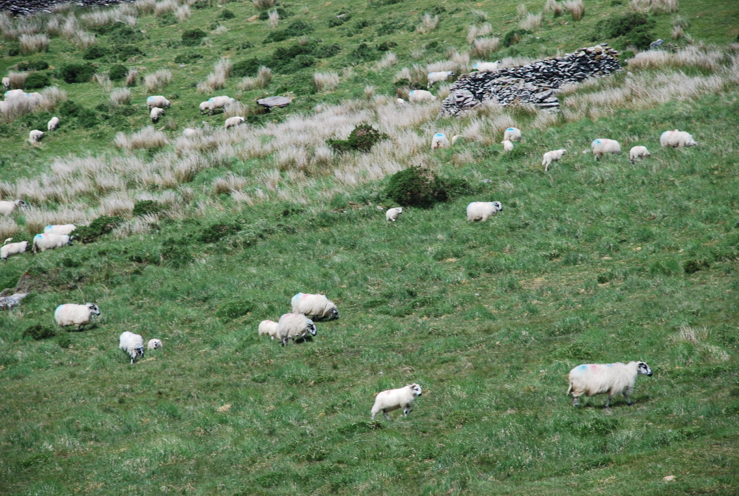 brandon-sheep-1.jpg