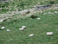 brandon-sheep-1.jpg