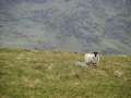 brandon-sheep-3.jpg