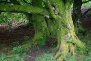 glendalough-07.jpg