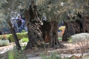 87Mount-olives (11)