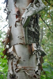 21-decorative-bark