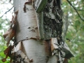 21-decorative-bark