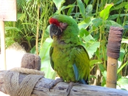 parrot-close-up