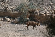 88Ein-Gedi (14)