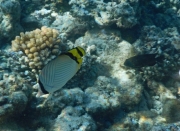 butterfly-fish.jpg