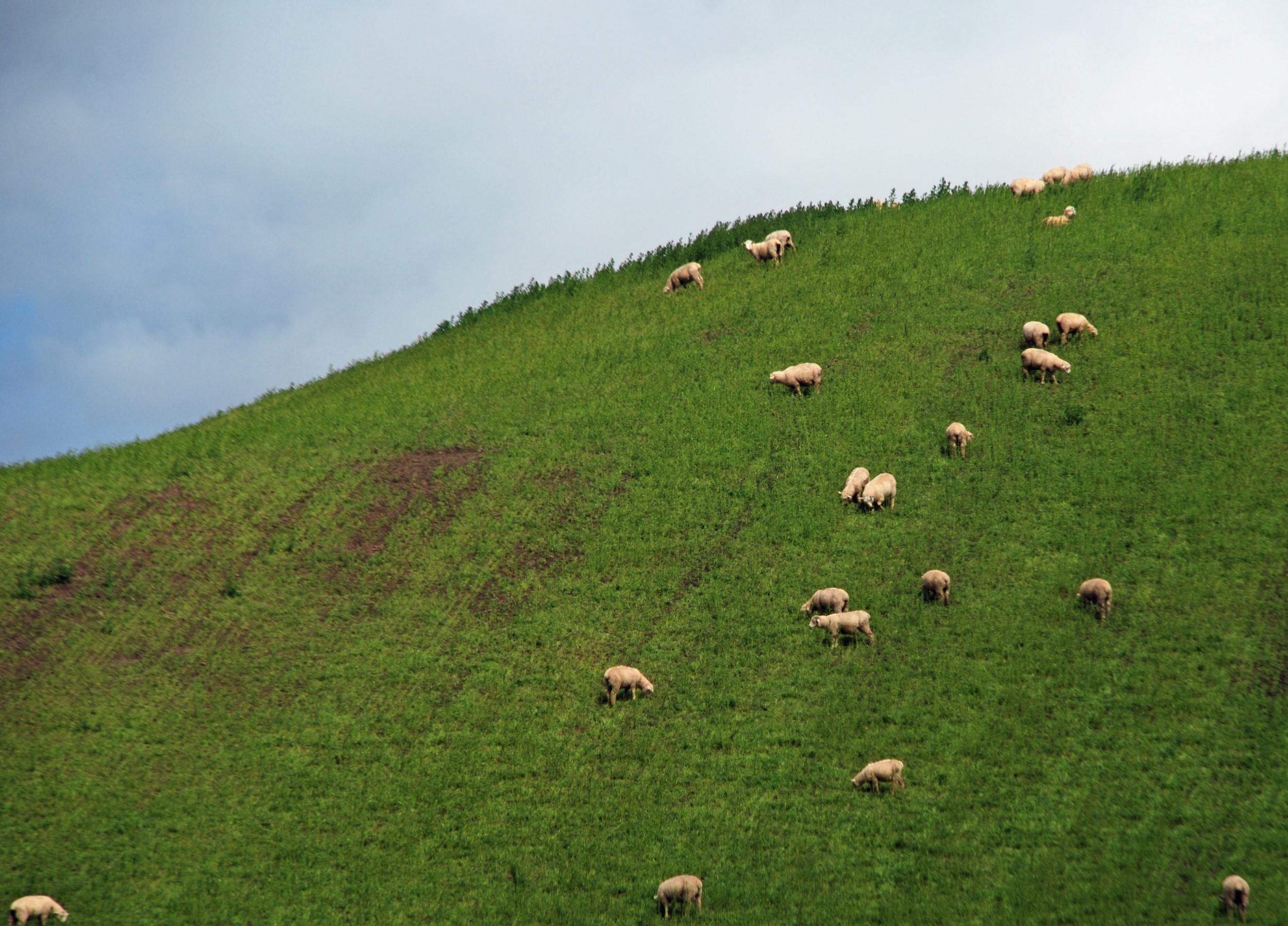 sheep-on-the-hill.JPG