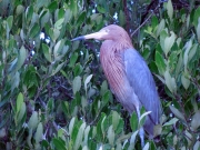 sian-kaan-bird-watching