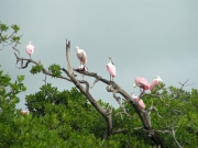 spoonbills