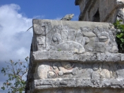 mayan-iguana