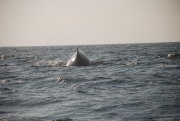 whale-dive-1