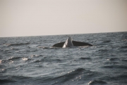 whale-dive-2