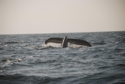 whale-dive-3