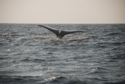 whale-dive-5