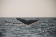 whale-dive-6