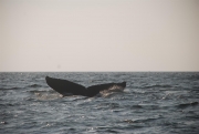 whale-dive-7