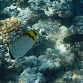 butterfly-fish-moorea