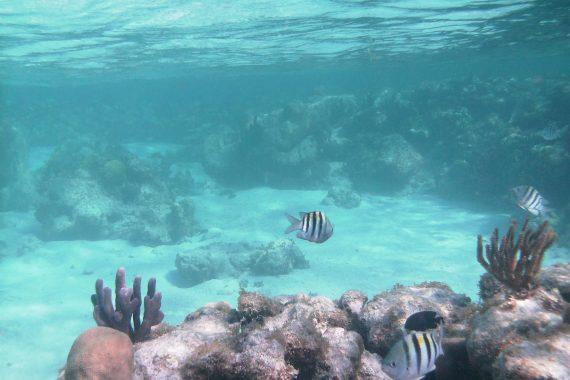 belize snorkeling