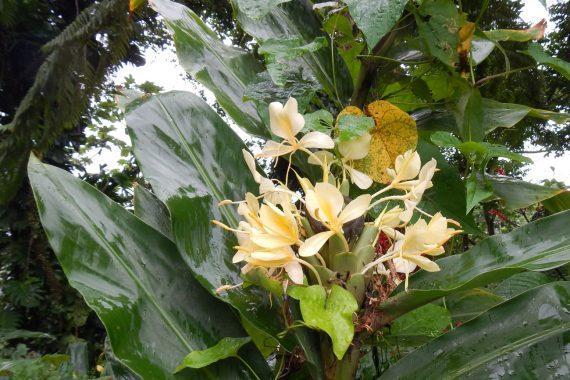 El Yunque